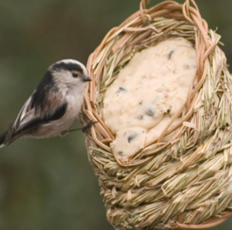 Bird with feeding basket, feeding basket, bird, HD wallpaper