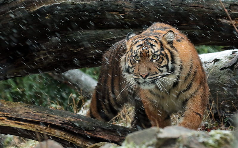 winter, tiger, wildlife, snow, Sumatran tiger, HD wallpaper