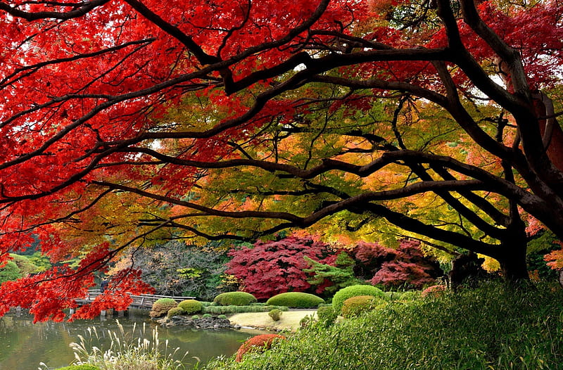 Autumn Garden grass, background, beautiful autumn, nice, gold, multicolor flowers, paisage, wood, pay, garden, white, red, scenic, ambar, bonito, seasons, leaves, roots, green, amber, scenery, japanese garden, lakes, pond, paisagem branches, pc, scene, orange, yellow, cenario, ivy bush, scenario, beauty, forests, , cena, golden, bridges, trees, lips, panorama, cool, awesome, hop, scrubs, landscape, colorful, autumn, gray, woods, trunks graphy, grasslands, grove, pink, amazing view, maple, balck, colors, leaf, made man, colours, HD wallpaper