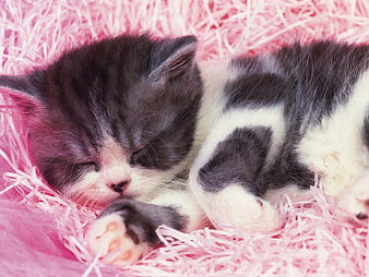 HD sleeping baby kitten wallpapers | Peakpx