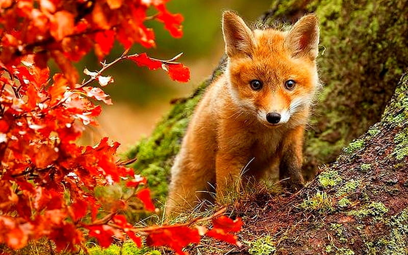 Fox In Autumn With Red leaves, Cute, Baby, Red, Foxes, Leaves, HD wallpaper