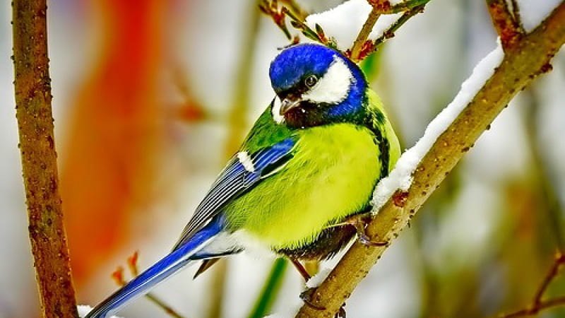 Green Blue Beautiful Bird On Snow Covered Tree Branch Animals, HD wallpaper