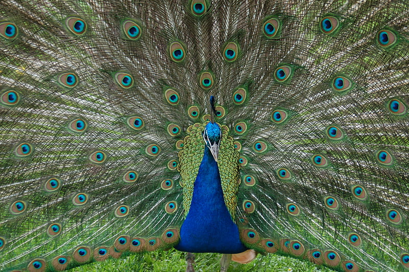 Peacock, tail feathers, showing off, bird, HD wallpaper
