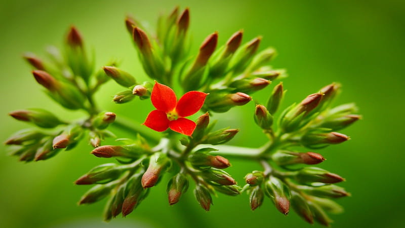 The One Flower, red, buds, small, delicate, daylight, bunch, flower, day, nature, HD wallpaper