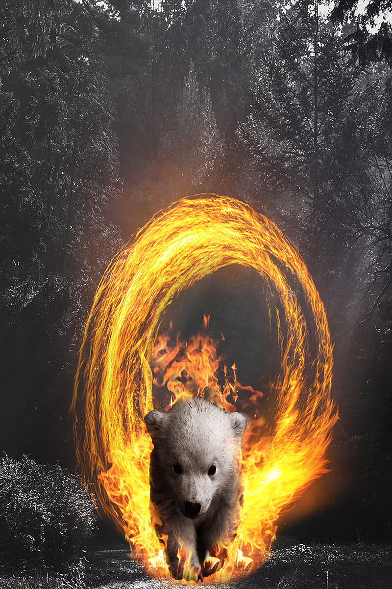 Ring of Fire Bear, Hermes, amazing, amazon, annie, aus, australia, baby, baby bear, bear fire, bears, blue, brown, child, children, fire place, fogo, forest, incredible, kid, lol, manipulation, natural, nature, nice, pit, red, ring of fire, safe, toy, trees, urso, wild life, HD phone wallpaper