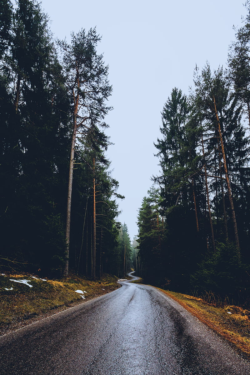 nature, trees, road, long road, pine trees, forest, HD phone wallpaper