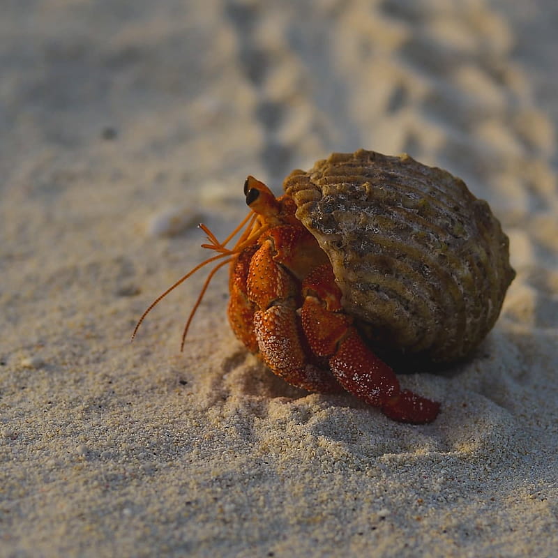 Woman Takes Hermit Crab to the Beach So He Can Have an Adventure and We're Loving It, HD phone wallpaper