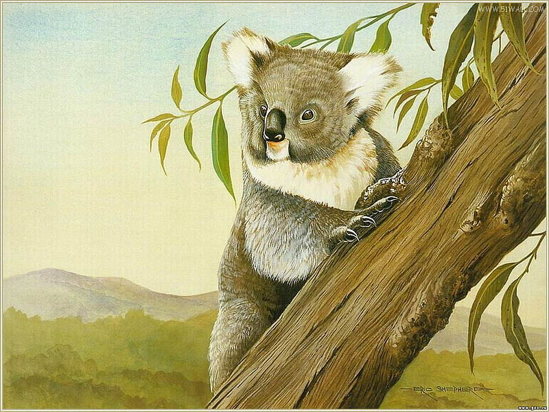 Koala, bear, nature, animal, HD wallpaper