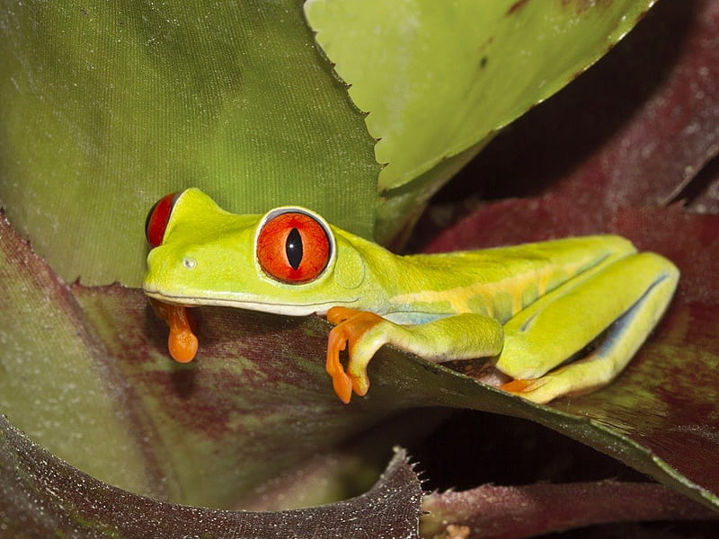 RED EYED FROG, NATURE, CUTE, FROG, LITTLE, HD wallpaper