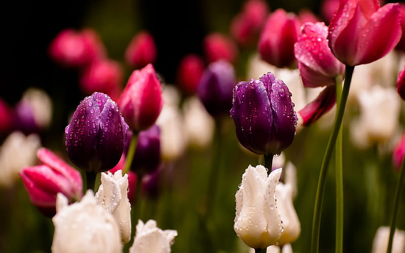 colorful tulips, dew, purple tulips, pink tulips, farm, HD wallpaper