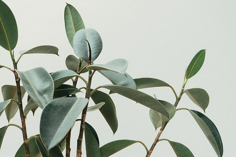 green rubber fig plant, HD wallpaper