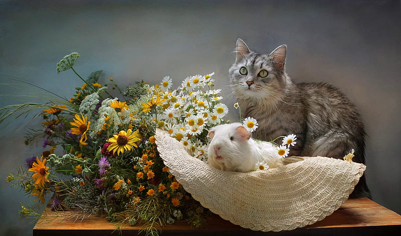 Animal, Cute, Bouquet, Cat, Guinea Pig, Hat, HD wallpaper