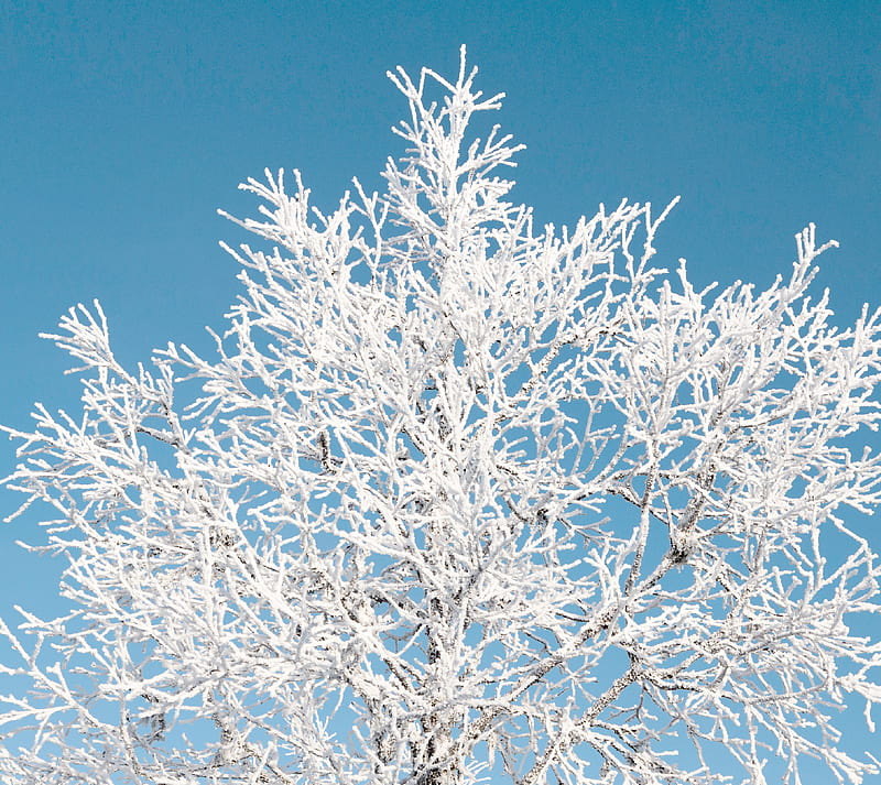 Frost Tree, blue, cold, zing, ice, snow, white, winter, HD wallpaper