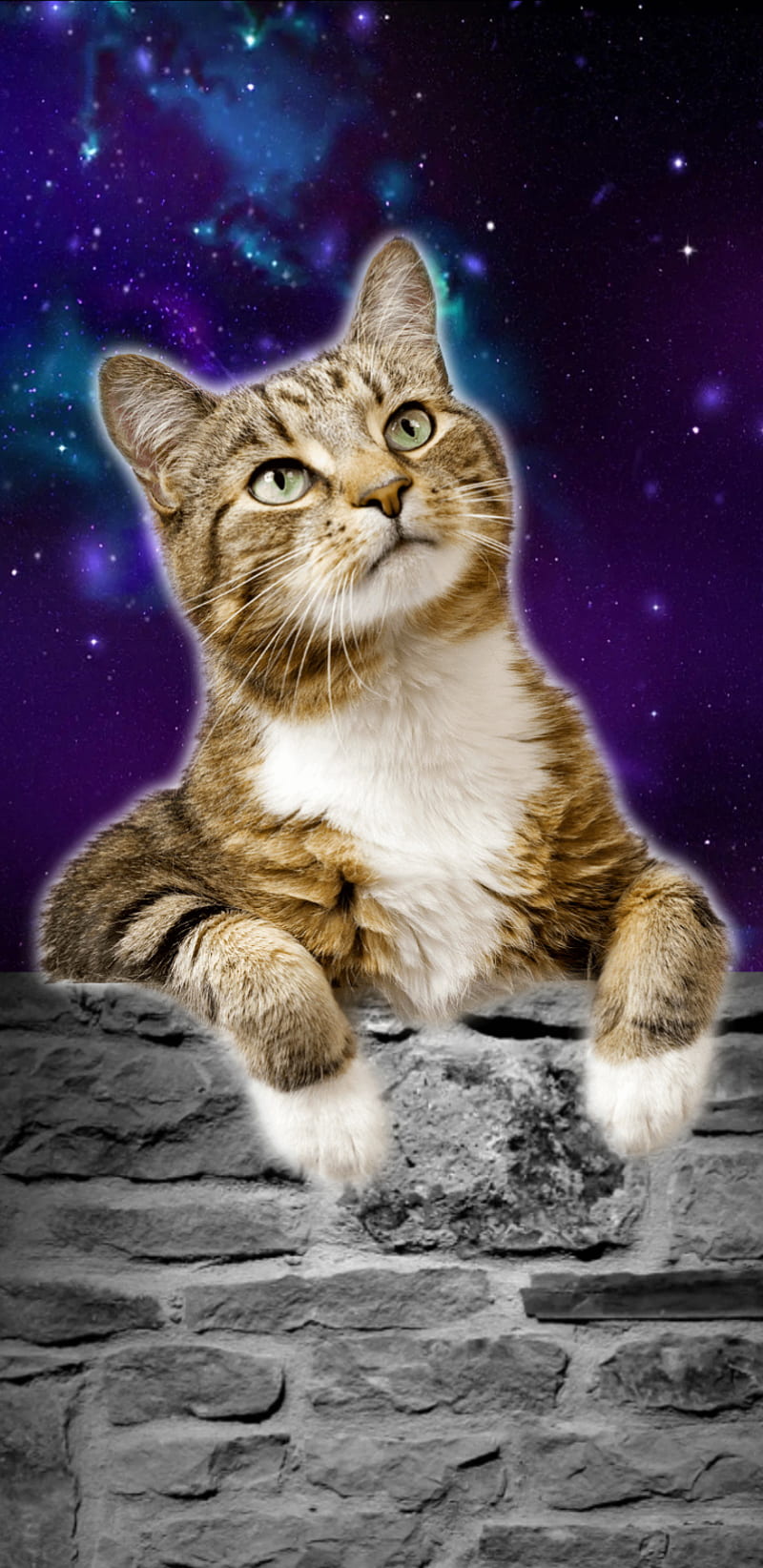 Galaxy cat, cat, cats, funny, galaxy, HD phone wallpaper