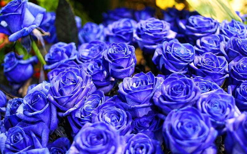 blue roses, macro, blue flowers, bokeh, roses, buds, blue roses bouquet, beautiful flowers, backgrounds with flowers, blue buds, HD wallpaper