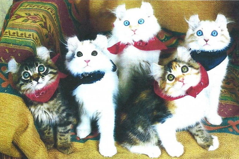 American Curl cats, cute, paws, feline, american curl, cats, HD wallpaper