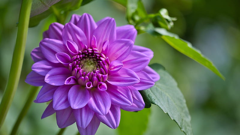 Pétalos de flores moradas hojas verdes borroso flores, Fondo de pantalla HD  | Peakpx