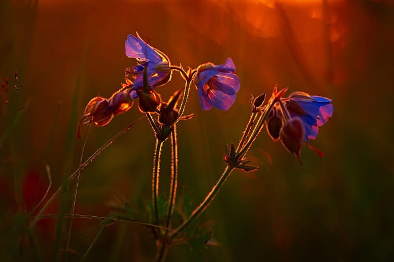 Beautiful flowers, flowers, nature, bonito, buds, HD wallpaper | Peakpx