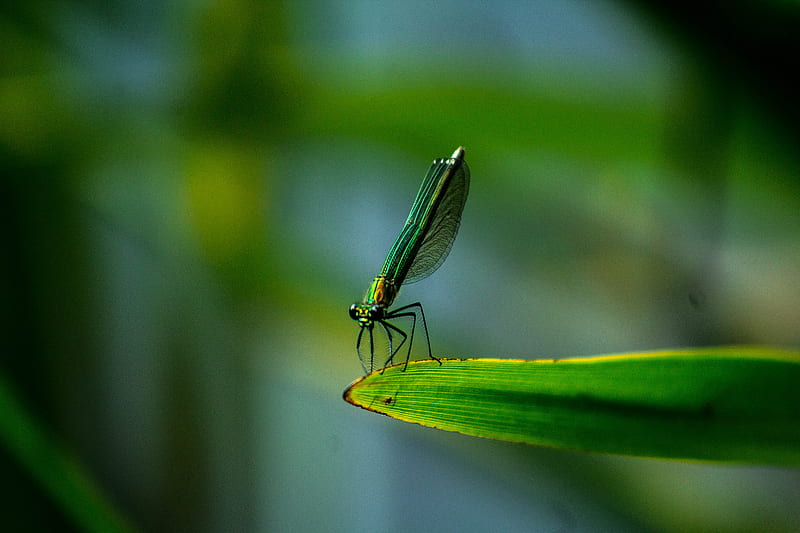 closeup of green dragonfly, HD wallpaper