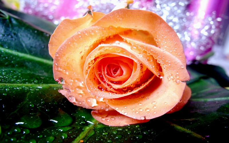 Raindrops Petals Rose, Peach, Yellow, Rose, Raindrops, Flowers, Nature, Pastel, HD wallpaper