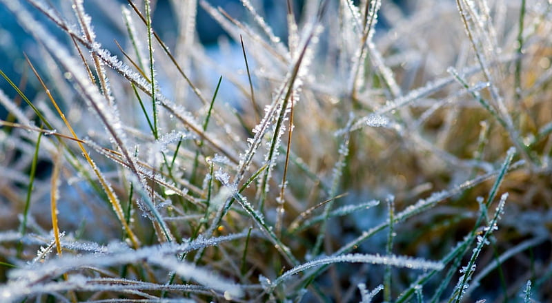 Rime, nature, abstract, seasons, winter, grass, cold, frosty, graphy macro, frozen, frost, HD wallpaper