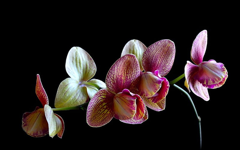 Orchid Fever, flower, nature, orchids, Summer, Spring, HD wallpaper