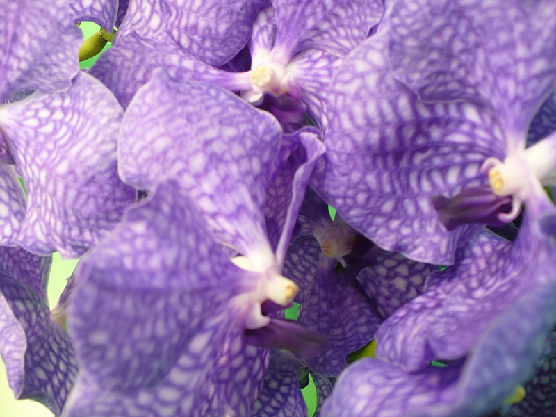 orchids orchids, orchids, purple, orchidea, orchid, flowers, bonito, violet, blue, HD wallpaper