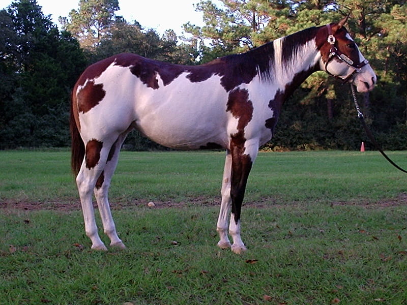 Beautiful Paint, stallion, paint, horse, quarter horse, HD wallpaper