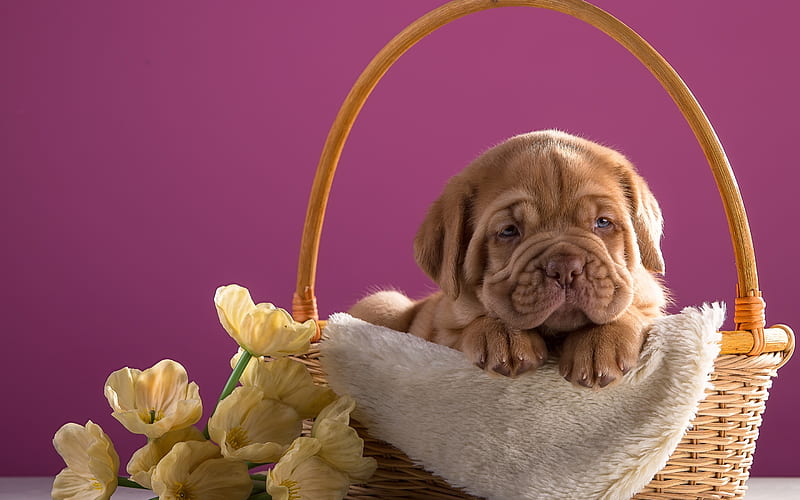 Bordeauxdog, small brown puppy, basket, cute funny dog, little dog, Bordeaux Mastiff, French Mastiff, HD wallpaper