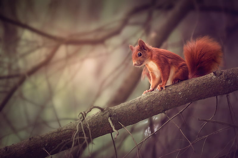 Squirrel Sitting On Branch, squirrel, animals, branch, HD wallpaper