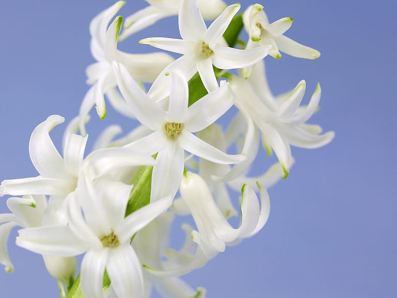 White Hyacinths, flower, hyacinths, nice, white, HD wallpaper