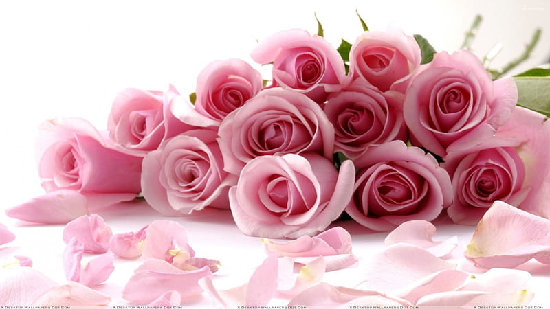 Bouquet of Pink Roses, bouquet, flowers, roses, pink, bridal, HD wallpaper