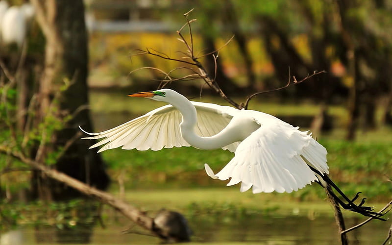 beautiful swan flying