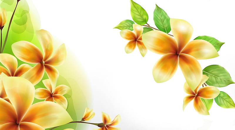 Golden Frangipani, flowers, fragrant, plumeria, yellow, spring, gold, frangipani, summer, flowers, HD wallpaper