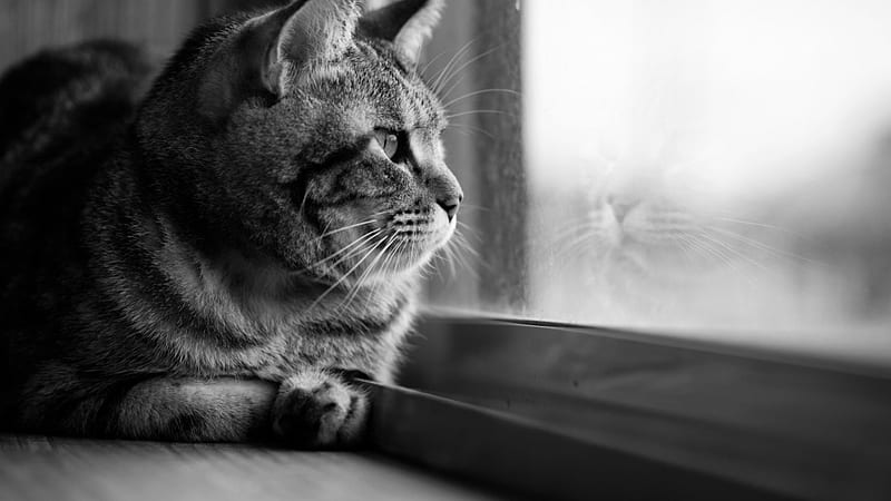 looking out the window, window, cat, take, time, HD wallpaper