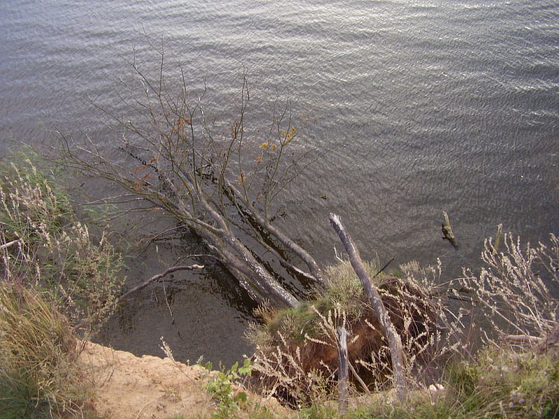 Fall of a tree, fallen, washed land, tree, water, HD wallpaper