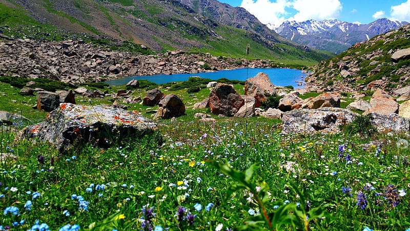 Small Lake In The Mountains, rocks, blossoms, wildflowers, landscape, mountains, stones, HD wallpaper