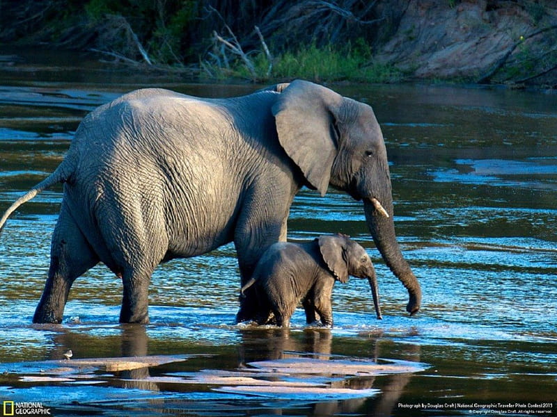 mama elephant & baby elephant, river, elephant, animals, africa, HD wallpaper