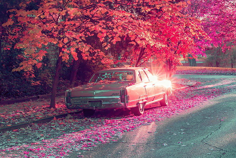 Vintage Car Parked Under Tree Covered By Flowers, vintage-cars, graphy, HD wallpaper