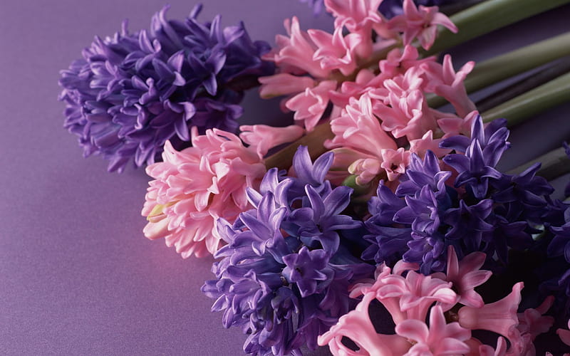Lavendar and Pink, pretty, flower, stems, pastel, petals, colour, blooms, HD wallpaper