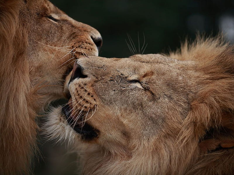 Hermanos leones, hermanos, de cerca, leones, Fondo de pantalla HD | Peakpx