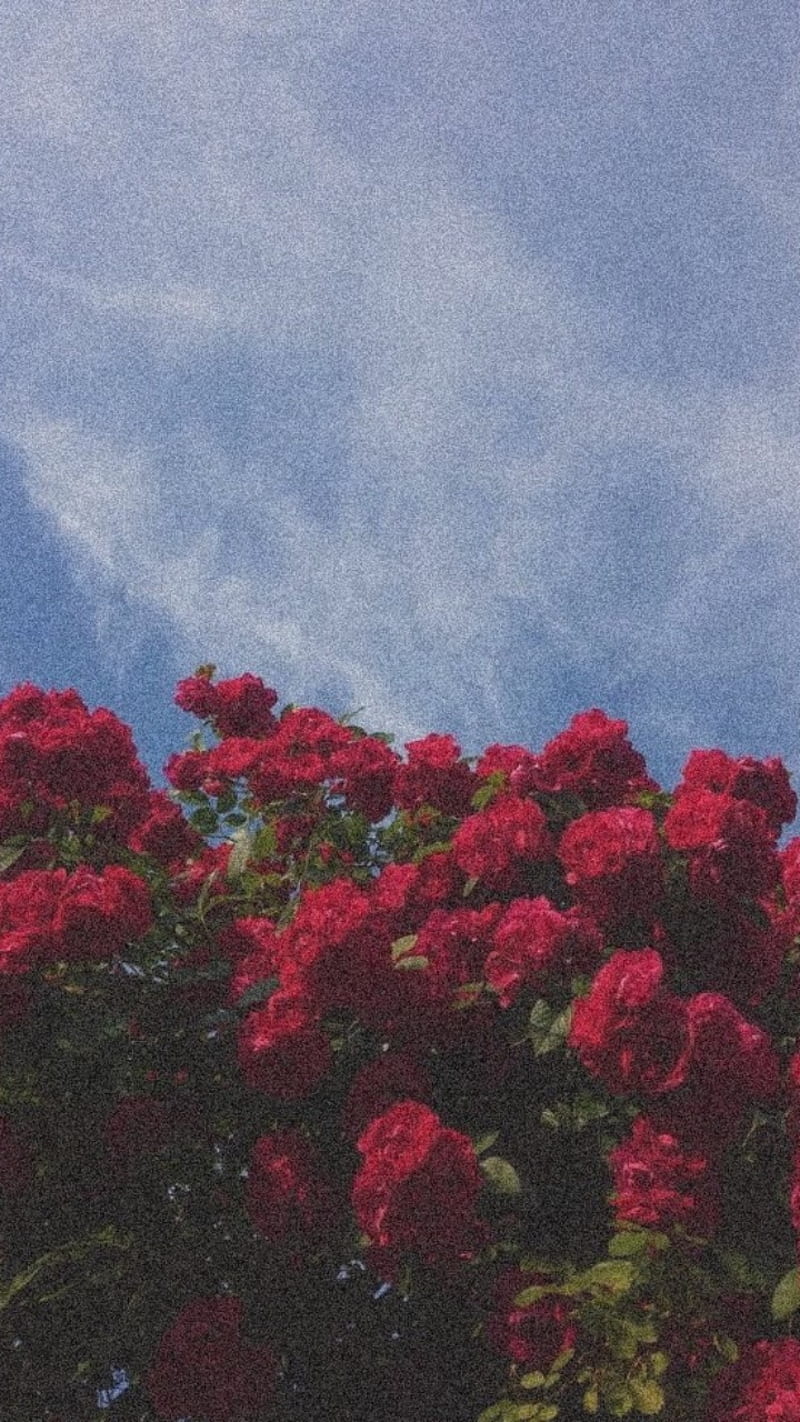 Roses, aesthestic, nature, HD phone wallpaper | Peakpx
