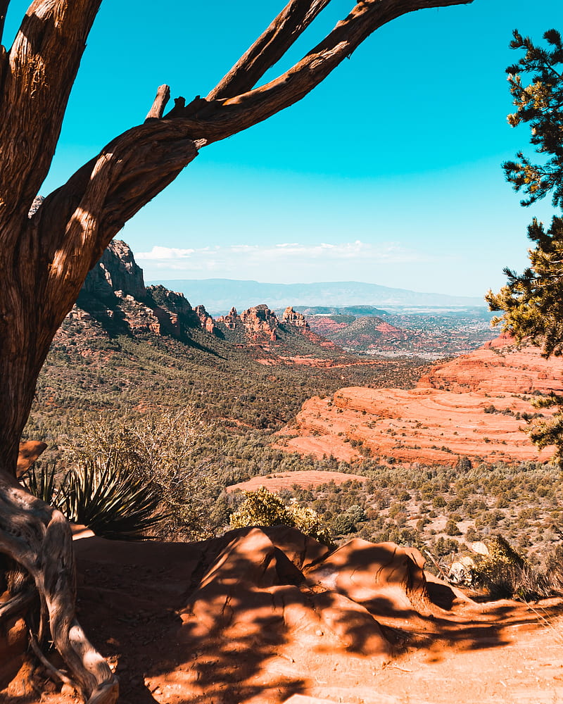 canyon, rocks, trees, landscape, HD phone wallpaper