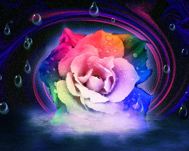Rainbow, abstract, colorful, flower, flowers, raindrops, HD wallpaper