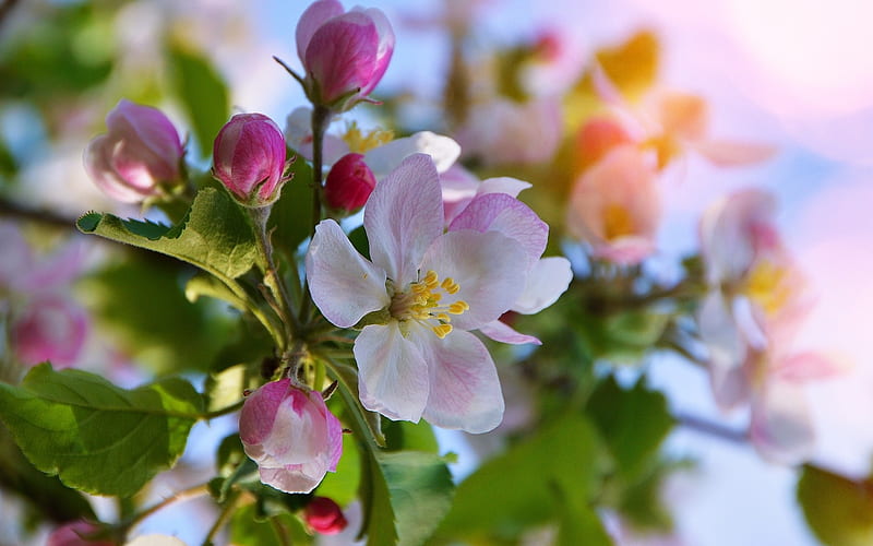 apple blossom, spring, apple, close-up, fruit tree, HD wallpaper