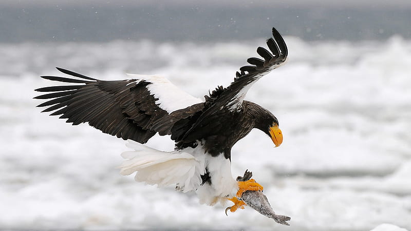Eagle in action, predator, at sea, in flight, 1920x1080, HD wallpaper