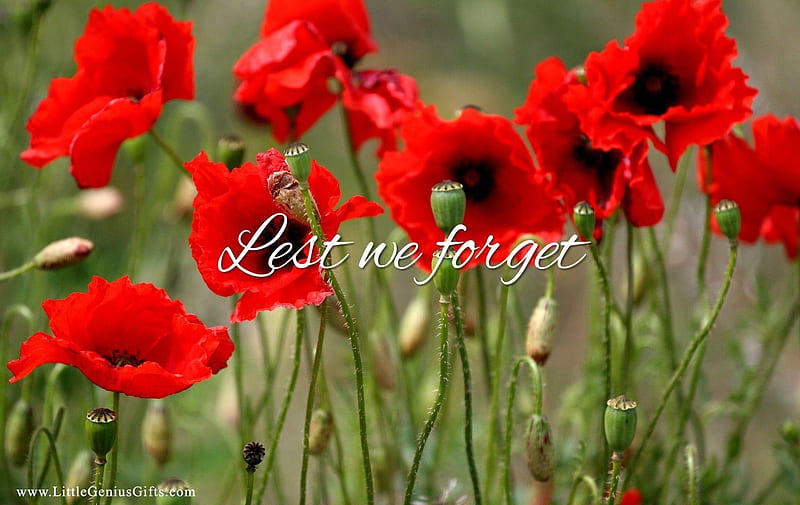 Remembrance Sunday poppy, Poppy, Sunday, guerra, Remembrance, HD wallpaper