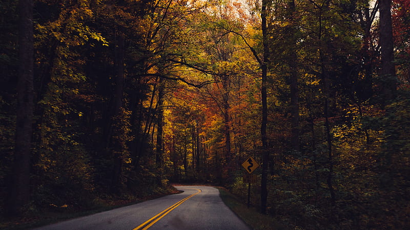 Road Turn Between Yellow Green Autumn Trees Forest Dark Background Autumn, HD wallpaper