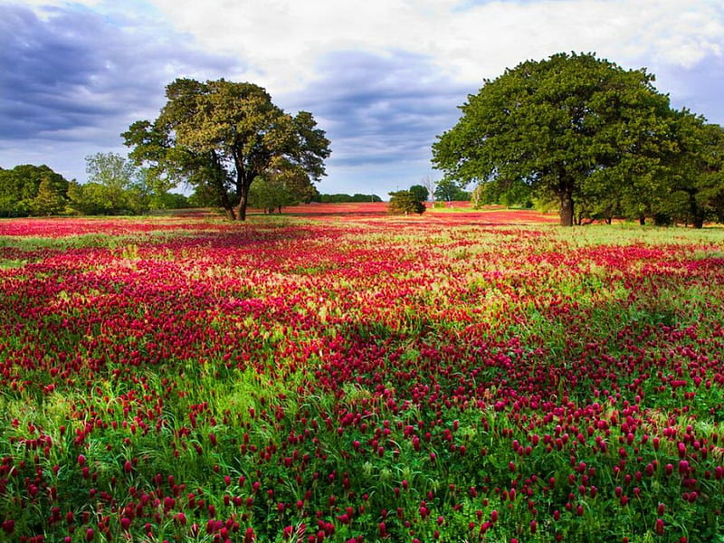 Crimson clover, pretty, crinson, colorful, lovely, bonito, trees, sky, nice, green, clover, summer, nature, field, meadow, HD wallpaper