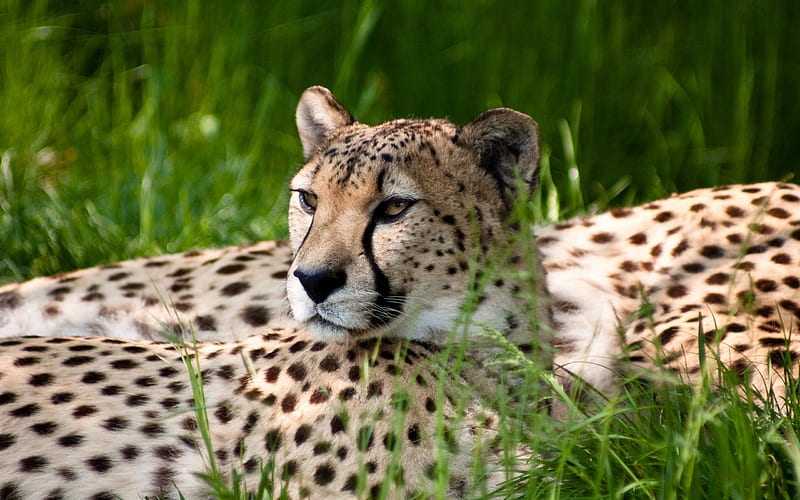 Cheetah Beauty-Animal, HD wallpaper